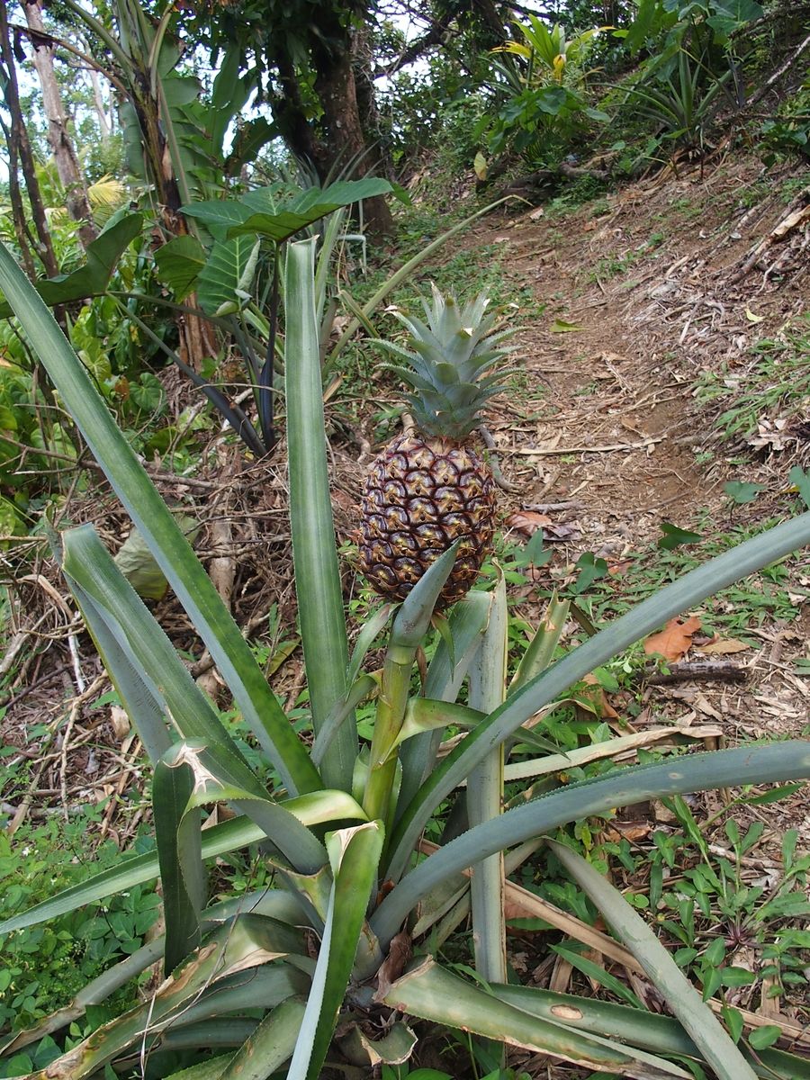 ananasz Dominica